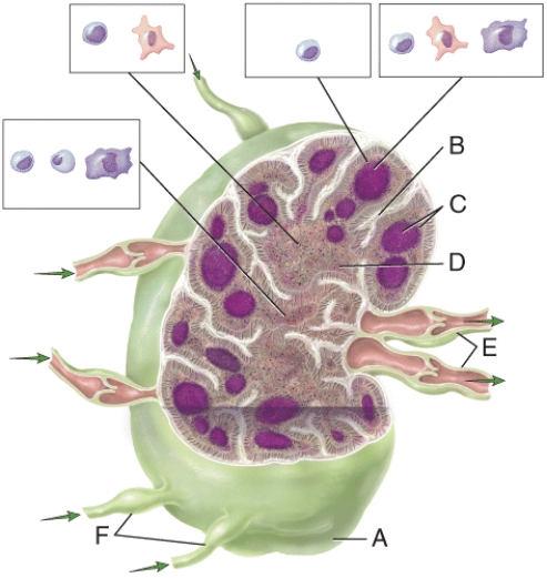 <strong>In the diagram,which consists of a medulla,medullary sinus and reticular fibers? </strong> A)B B)C C)D D)E E)F
