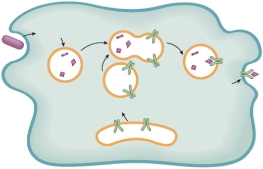 Describe what is happening in the diagram.