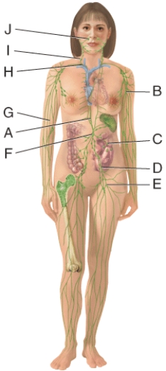 <strong>Which structure in the figure is a cervical node? </strong> A)B B)C C)D D)E E)I
