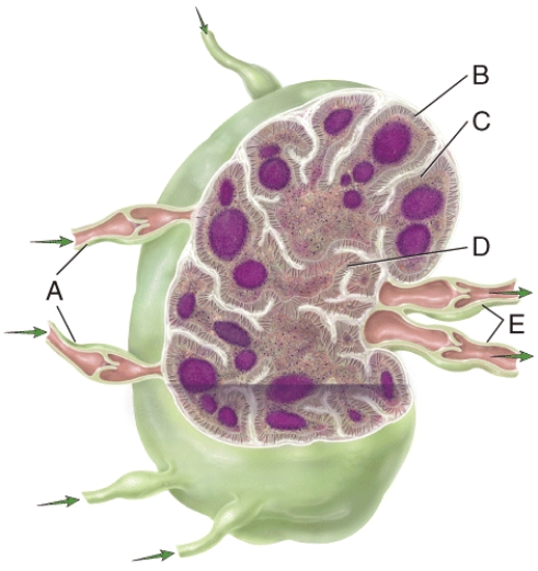 <strong>Lymph travels to the subcapsular sinus from which structure in the figure? </strong> A)A B)B C)C D)D E)E
