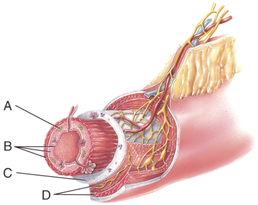 <strong>What layer is composed of areolar connective tissue and epithelium?  </strong> A)A B)B C)C D)D E)none of these <div style=padding-top: 35px> 