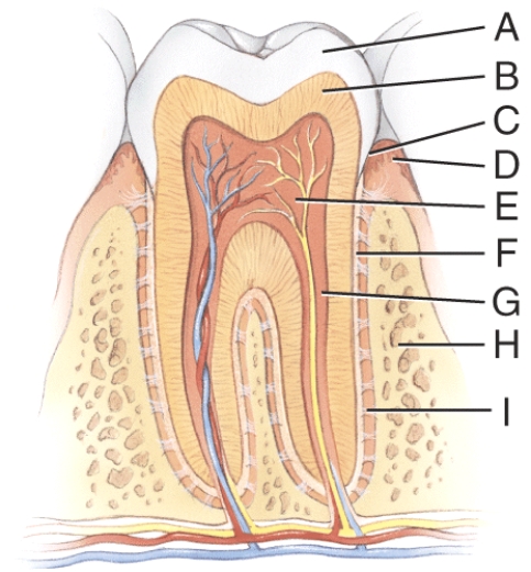 <strong>This consists of calcified connective tissue.  </strong> A)A B)B C)E D)F E)G <div style=padding-top: 35px> 