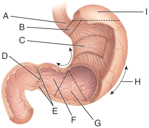 <strong>What does line G point to?  </strong> A)Pylorus B)Pyloric sphincter C)Rugae D)Pyloric antrum E)Greater curvature <div style=padding-top: 35px> 