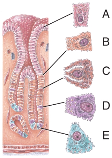 <strong>Which of the following cells secretes gastrin?  </strong> A)A B)B C)C D)D E)E <div style=padding-top: 35px> 