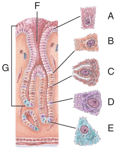 <strong>Name the structure labeled G  </strong> A)Parietal cell B)Gastric glands C)Gastric pit D)Chief cell E)Simple columnar epithelium <div style=padding-top: 35px> 
