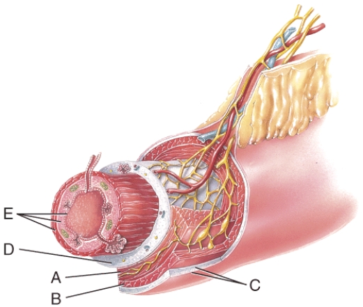 <strong>Name the layer labeled D  </strong> A)Submucosa B)Serosa C)Longitudinal muscle D)Mucosa E)Circular muscle <div style=padding-top: 35px> 