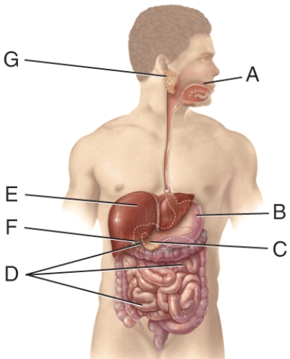 The enzyme,produced in the organ labeled D,that produces both glucose and fructose as products is called: