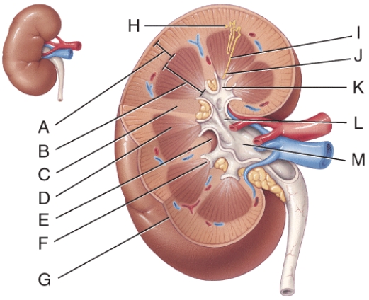 Urine formed by the nephrons first drains into these.
