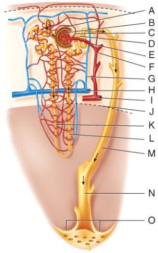 <strong>Where is the arcuate vein? </strong> A)E B)F C)G D)H E)I