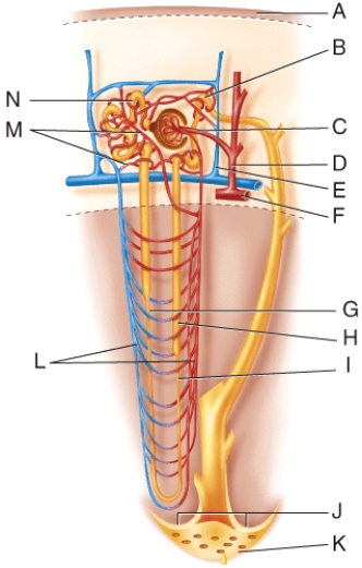 Fluid flowing from point B in the figure will go to which of the following structures?