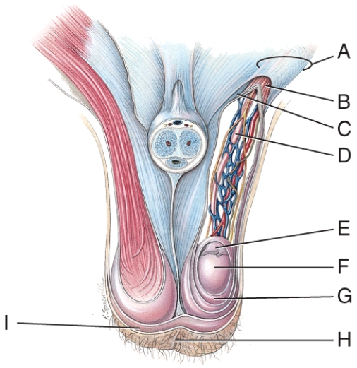 The septum of the tissue is made up of a subcutaneous layer and which muscle tissue?