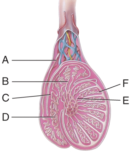 <strong>Where are the straight tubules? </strong> A)A B)B C)C D)D E)E