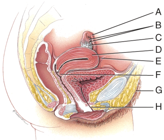 <strong>Which structure is part of the connection of the uterus to the pelvic cavity? </strong> A)B B)C C)E D)G E)H