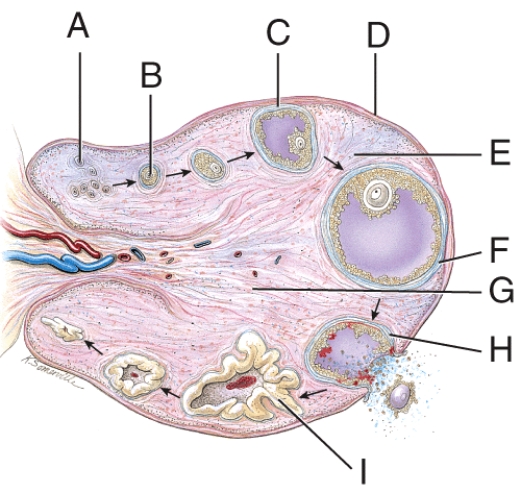 <strong>What is line D pointing to? </strong> A)Follicular fluid B)Germinal epithelium C)Ovarian cortex D)Ovarian medulla E)None of these choices
