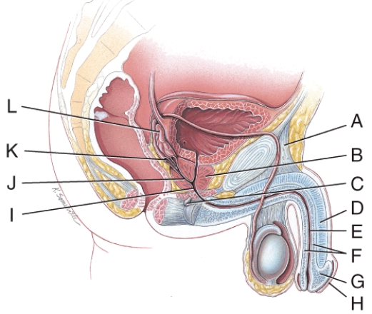 At which location in the figure do sperm and seminal vesicle secretions first join together in their path to the exterior?