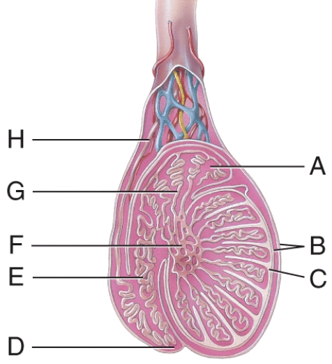 <strong>Which structure in the figure is a serous membrane derived from the peritoneum and forms during descent of the testes? </strong> A)B B)C C)F D)A E)D