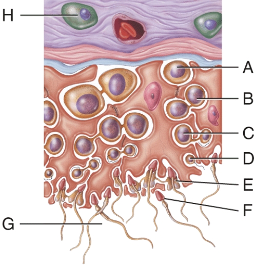 The cell labeled H in the figure secretes which of the following hormones?