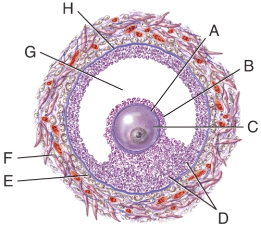 Which structure in the figure is the basement membrane?