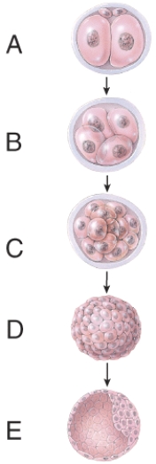 <strong>Which one represents the blastocyst stage? </strong> A)A B)B C)C D)D E)E