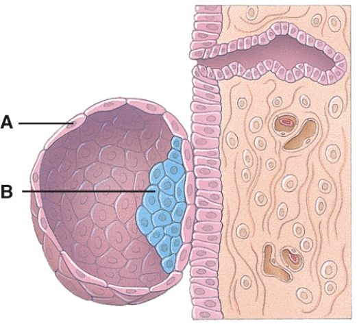 <strong>What is line A pointing to? </strong> A)Endometrial gland B)Trophoblast C)Embryoblast D)Blastocyst E)Dermatome