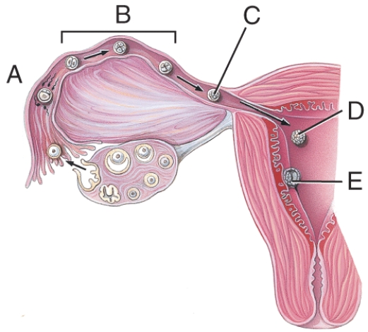 What stage happens 3-4 days after fertilization?  