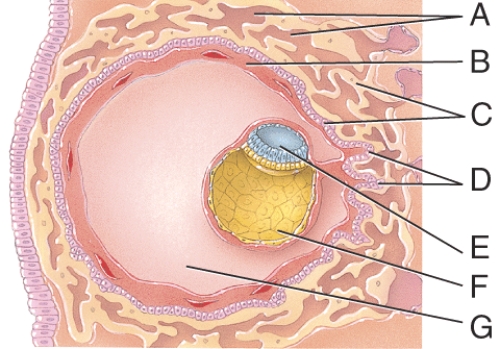 These cells are derived from the yolk sac and form a connective tissue layer.