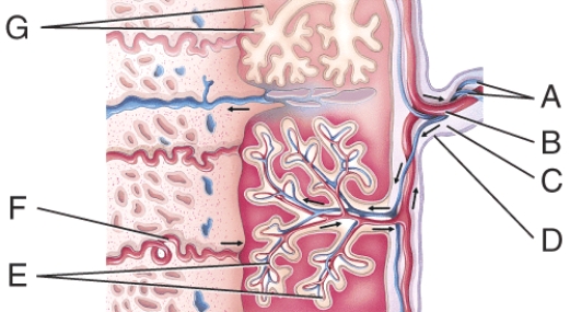 Where are the fetal blood vessels?  