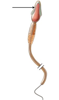 <strong>Name the structure indicated in the figure. </strong> A) body B) acrosome C) neck D) tail