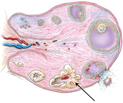 <strong>What structure is indicated? </strong> A) secondary follicle B) corpus luteum C) mature (Graafian) follicle D) corpus albicans