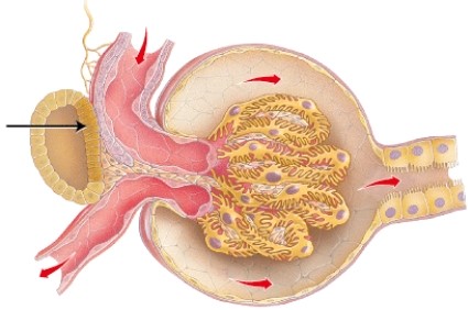 <strong>What is the structure indicated in the diagram? </strong> A) mesangial cells B) pedicels C) parietal layer of capsule D) macula densa