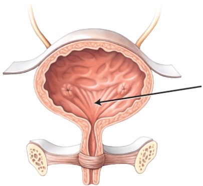 <strong>What is the structure or area that the arrow is pointing to? </strong> A) peritoneum B) internal urethral sphincter C) detrusor muscle D) trigone