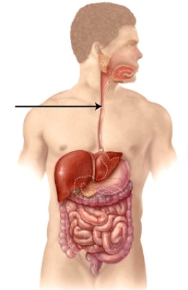 <strong>What is the structure indicated in the figure?  </strong> A) stomach B) pancreas C) esophagus D) pharynx <div style=padding-top: 35px> 