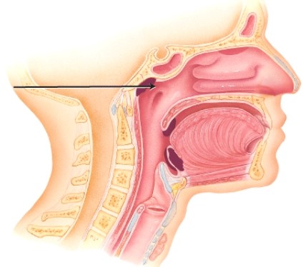 <strong>What is the name of the area indicated? </strong> A) nasopharynx B) sphenoidal sinus C) oropharynx D) frontal sinus