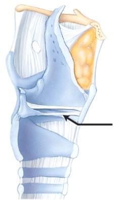 <strong>In this sagittal section, the arrow is pointing to which structure of the larynx? </strong> A) thyrohyoid membrane B) tracheal cartilage C) vocal fold (true vocal cord) D) cuneiform cartilage