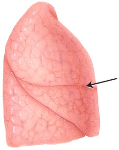 <strong>In this lateral view of the right lung, the arrow is pointing to which structure? </strong> A) hilum B) cardiac notch C) apex D) horizontal fissure