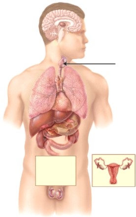 <strong>What is the name of the endocrine gland indicated by the line? </strong> A) pituitary B) pancreas C) thymus D) thyroid