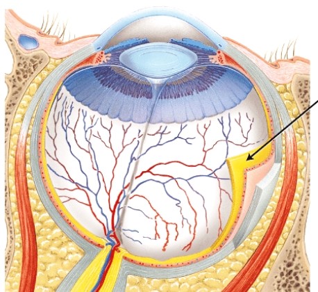 The structure indicated by the arrow is _____