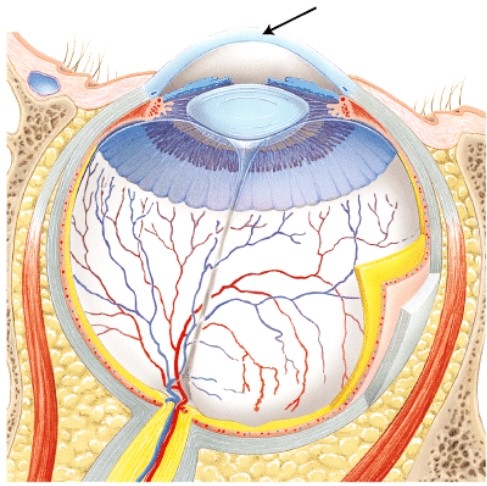 The structure indicated by the arrow is _____