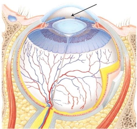The structure indicated by the arrow is _____