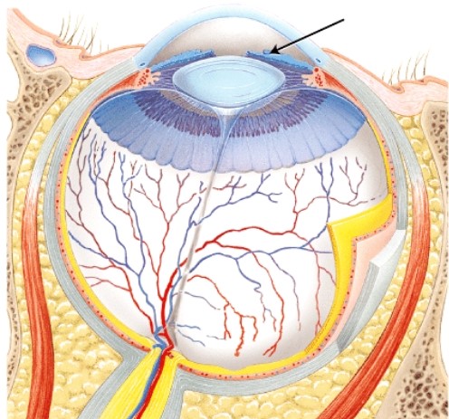 The structure indicated by the arrow is _____