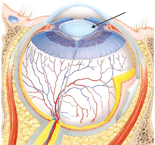 The structure indicated by the arrow is _____