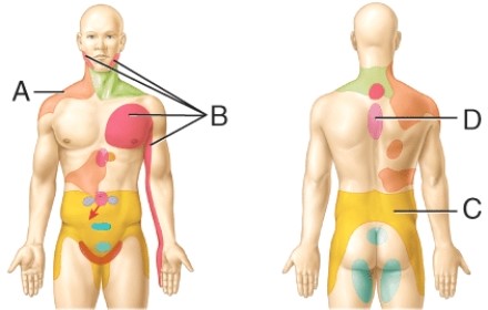 <strong>Referred pain site for the kidneys </strong> A) A B) B C) C D) D