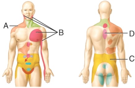 <strong>Referred pain site for the heart </strong> A) A B) B C) C D) D