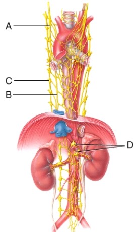 <strong>In the figure below, which letter represents the celiac ganglion (one of the four major prevertebral ganglia)?  </strong> A) A B) B C) C D) D <div style=padding-top: 35px> 