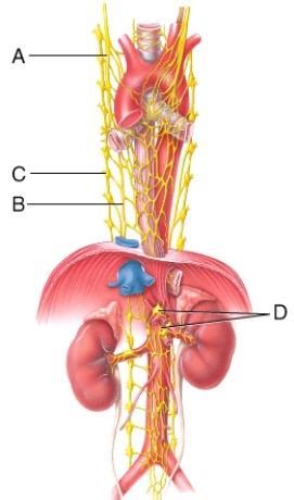 <strong>This leader line points to right vagus (X) nerve which supplies parasympathetic fibers to most of the trunk viscera.  </strong> A) A B) B C) C D) D <div style=padding-top: 35px> 