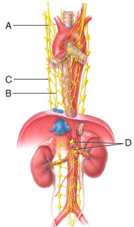 <strong>This leader line points to the right sympathetic trunk ganglion which receives preganglionic axons from thoracic and lumbar spinal cord segments.  </strong> A) A B) B C) C D) D <div style=padding-top: 35px> 