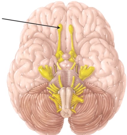 <strong>The structure indicated by the arrow is involved with which function? </strong> A) vision B) hearing C) taste D) smell