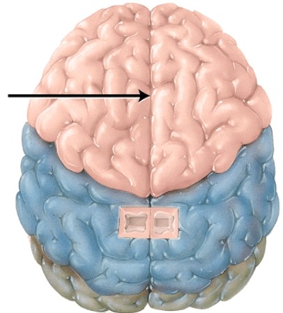 <strong>The structure indicated by the arrow is the </strong> A) Central sulcus B) Lateral sulcus C) Transverse fissure D) Longitudinal fissure