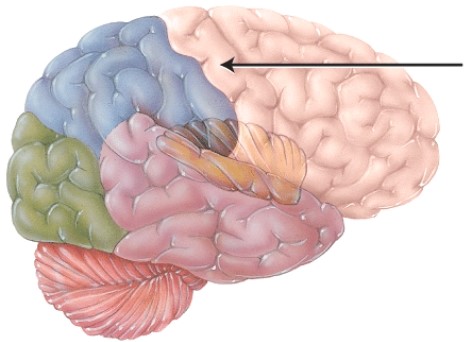<strong>The structure indicated by the arrow is primarily involved with which of the following? </strong> A) smell B) vision C) motor control D) sensory perception