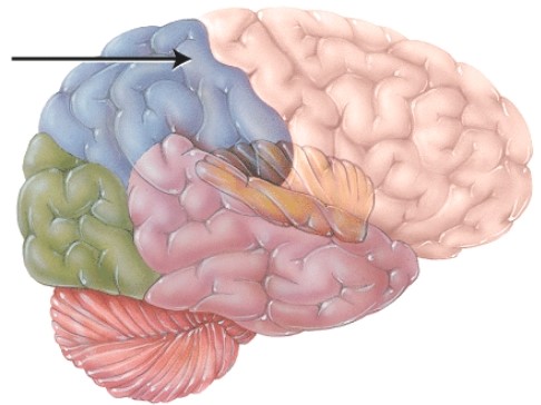 <strong>The primary _____ area is located here. </strong> A) breathing B) sensory C) cardiovascular D) speech